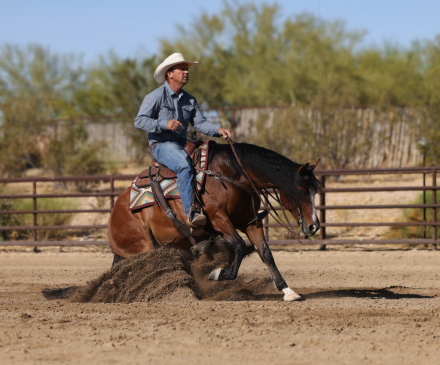 HorseID: 2315742 MESSI ENCORE - PhotoID: 1101940