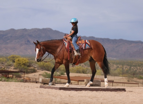HorseID: 2315742 MESSI ENCORE - PhotoID: 1101942