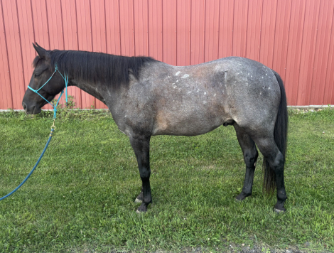 HorseID: 2315746 Mater - PhotoID: 1101948