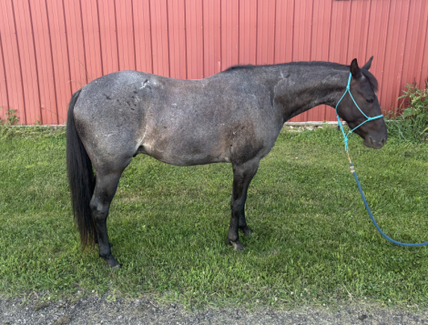 HorseID: 2315746 Mater - PhotoID: 1101949