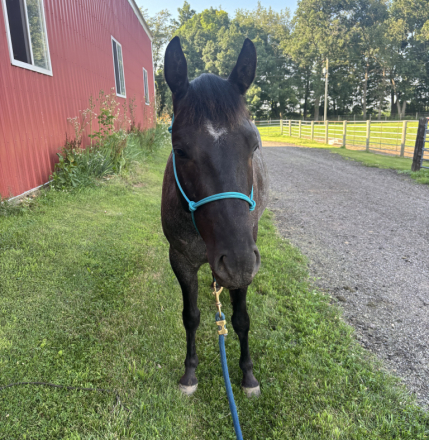 HorseID: 2315746 Mater - PhotoID: 1101950