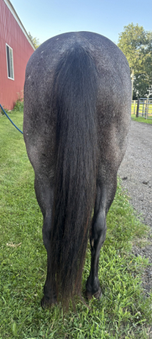 HorseID: 2315746 Mater - PhotoID: 1101951