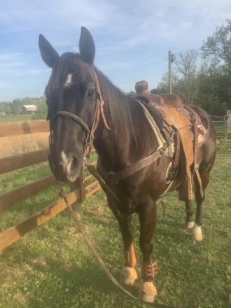 HorseID: 2315748 Cokes Dry Mendigo - PhotoID: 1102405
