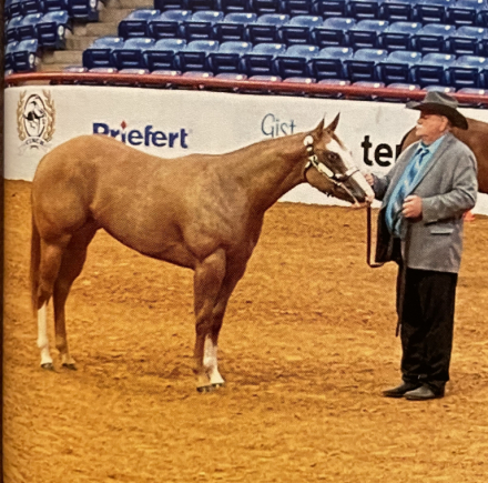 HorseID: 2315752 Drippn In Diamonds - PhotoID: 1102804