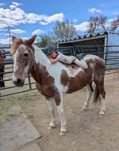 HorseID: 2315753 Misty - PhotoID: 1101962