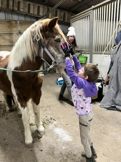 HorseID: 2315753 Misty - PhotoID: 1101963