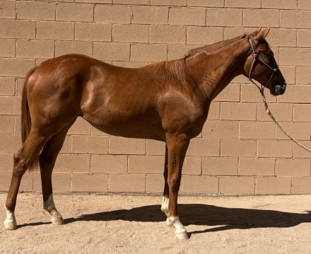 HorseID: 2315754 Red Hot Roxy - PhotoID: 1101954