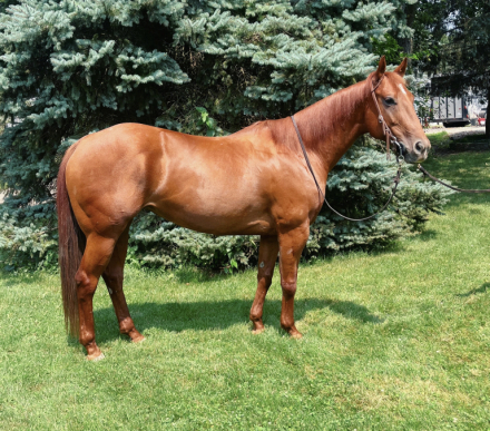 HorseID: 2315755 ᴄʟᴀssʏ ǫᴜᴇᴇɴ ʟᴇɴᴀ. - PhotoID: 1101964