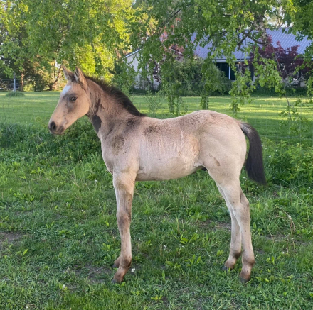 HorseID: 2315757 Lugaidh FLF - PhotoID: 1101965