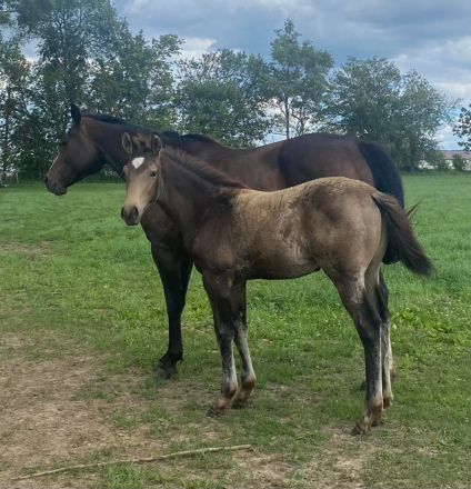 HorseID: 2315757 Lugaidh FLF - PhotoID: 1101966