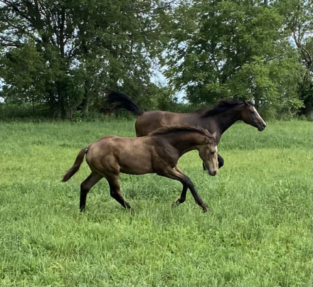 HorseID: 2315757 Lugaidh FLF - PhotoID: 1101967