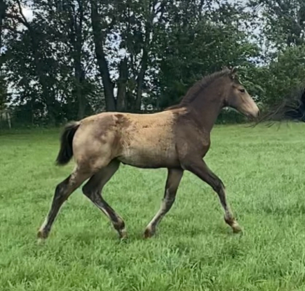 HorseID: 2315757 Lugaidh FLF - PhotoID: 1101968