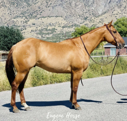 HorseID: 2315762 Pumpkin Kid Prom - PhotoID: 1101974