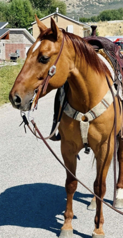 HorseID: 2315762 Pumpkin Kid Prom - PhotoID: 1101976