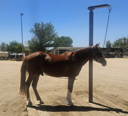 HorseID: 2315763 Key To The Darkside - PhotoID: 1101978