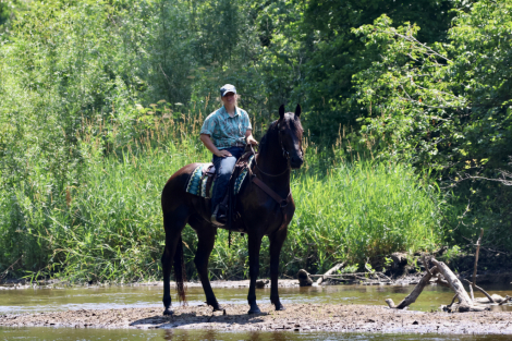 HorseID: 2315764 Prince - PhotoID: 1101979