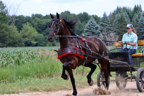 HorseID: 2315764 Prince - PhotoID: 1101980