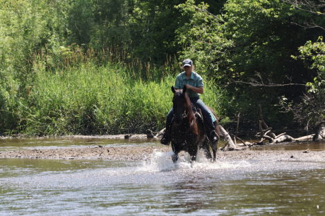 HorseID: 2315764 Prince - PhotoID: 1101981