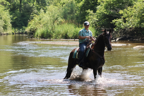 HorseID: 2315764 Prince - PhotoID: 1101982