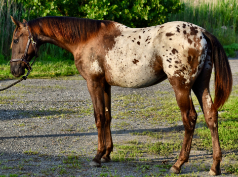 HorseID: 2315766 Ringo - PhotoID: 1101984