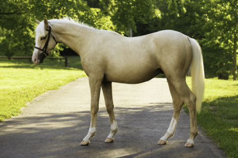 HorseID: 2315771 DB Cymru Gold - PhotoID: 1101985