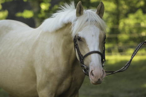 HorseID: 2315771 DB Cymru Gold - PhotoID: 1101986