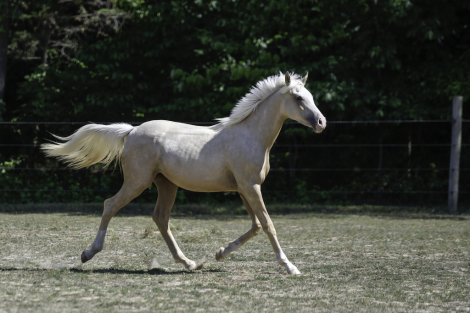 HorseID: 2315771 DB Cymru Gold - PhotoID: 1101987