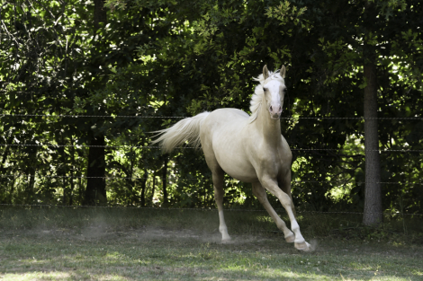 HorseID: 2315771 DB Cymru Gold - PhotoID: 1101988