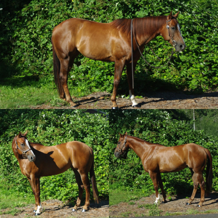 HorseID: 2315772 Okie - PhotoID: 1101989