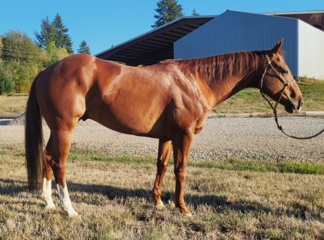 HorseID: 2315773 Travalin Tuck - PhotoID: 1101990
