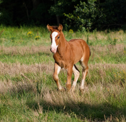 HorseID: 2315774 SEVENS VALIANT KNIGHT - PhotoID: 1101991