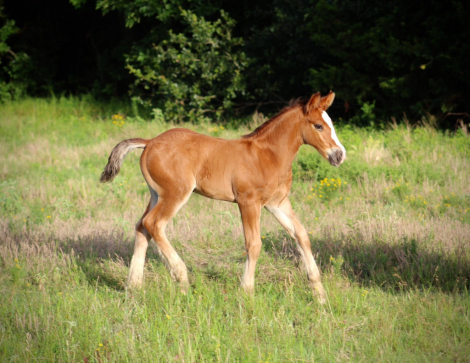 HorseID: 2315774 SEVENS VALIANT KNIGHT - PhotoID: 1101992