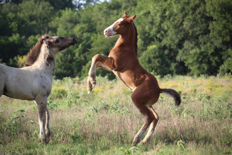 HorseID: 2315774 SEVENS VALIANT KNIGHT - PhotoID: 1101993