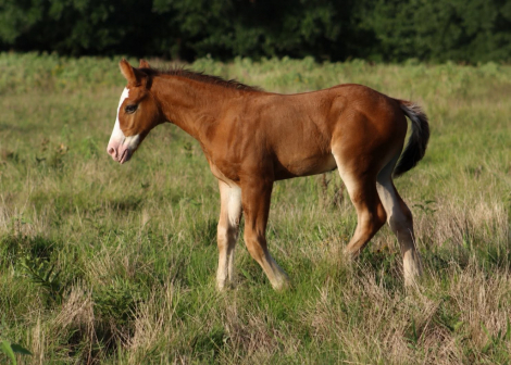 HorseID: 2315774 SEVENS VALIANT KNIGHT - PhotoID: 1101994