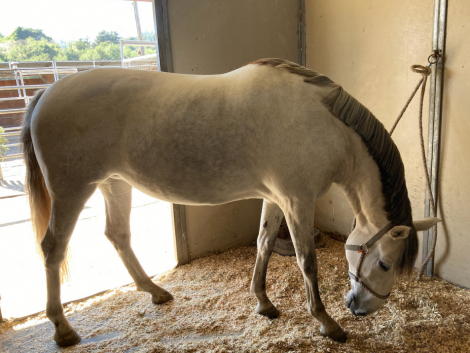 HorseID: 2315775 Ilana KD - PhotoID: 1101995