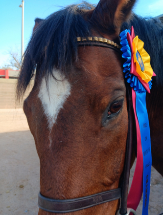 HorseID: 2315777 Ostentatious - PhotoID: 1101998