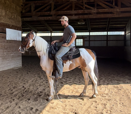 HorseID: 2315778 Ollie - PhotoID: 1102000