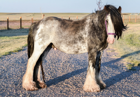 HorseID: 2315780 SD Pendleton - PhotoID: 1102002