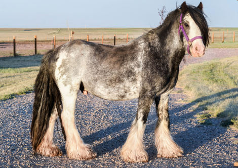 HorseID: 2315780 SD Pendleton - PhotoID: 1102003