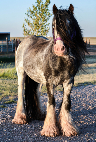 HorseID: 2315780 SD Pendleton - PhotoID: 1102004