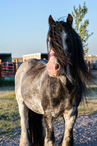 HorseID: 2315780 SD Pendleton - PhotoID: 1102005