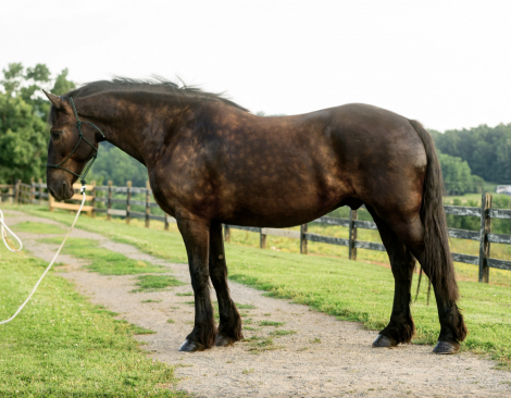 HorseID: 2315784 Randy - PhotoID: 1102014