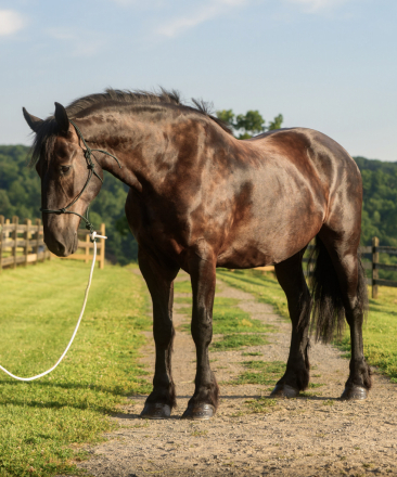 HorseID: 2315784 Randy - PhotoID: 1102015