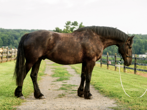 HorseID: 2315784 Randy - PhotoID: 1102016