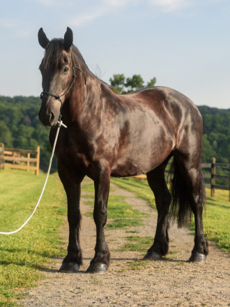 HorseID: 2315784 Randy - PhotoID: 1102017