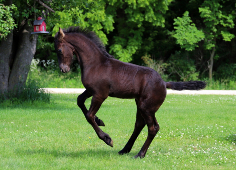 HorseID: 2315785 Smoketown Meela - PhotoID: 1102020