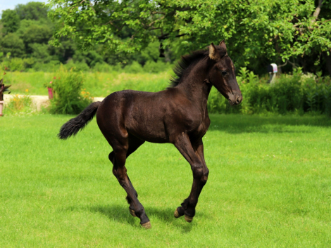 HorseID: 2315785 Smoketown Meela - PhotoID: 1102021
