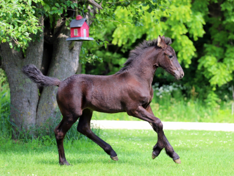 HorseID: 2315785 Smoketown Meela - PhotoID: 1102022