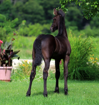 HorseID: 2315785 Smoketown Meela - PhotoID: 1102023