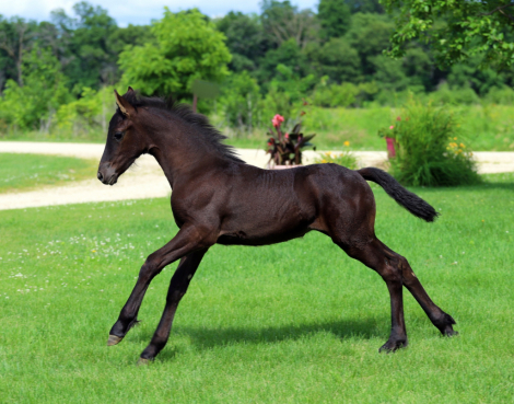 HorseID: 2315785 Smoketown Meela - PhotoID: 1102024